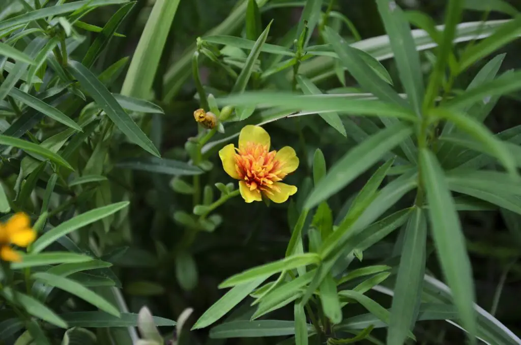 L'estragon en fleur - l'une des herbes les plus utilisées dans la cuisine persane