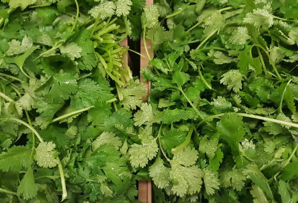 Cilantro is a common herb in the persian cuisine