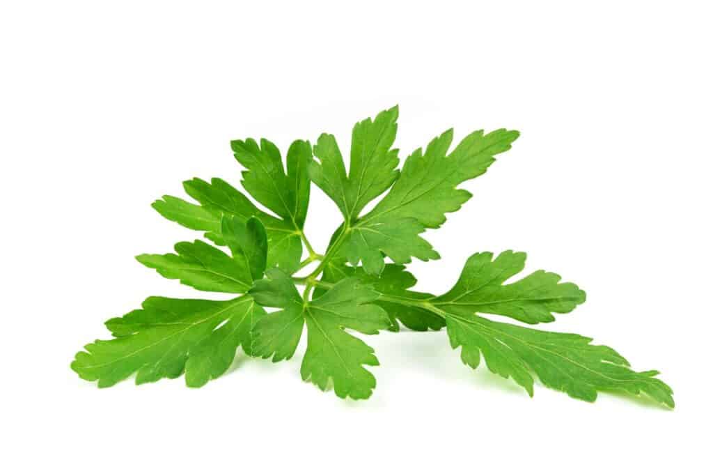 Parsley leaves