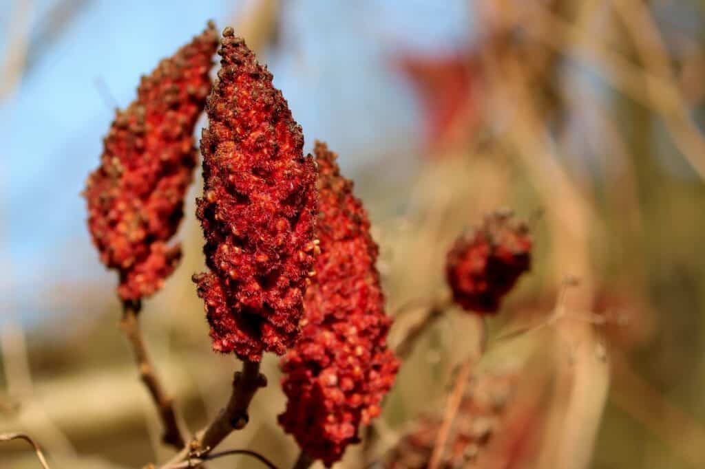 Le sumac est une épice persane très appréciée pour assaisonner les soupes et autres plats.